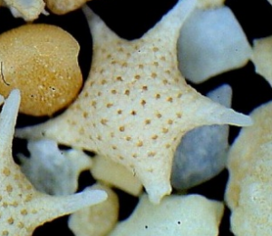 sabbia a forma di stella
