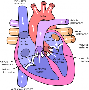 valvola cardiaca biologica